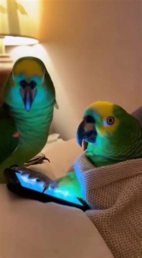 Sassy Parrot Cuts Off Her Husband! 😂 #ParrotTalking #FunnyParrot #SassyParrot #MarriedLife #FunnyAnimals