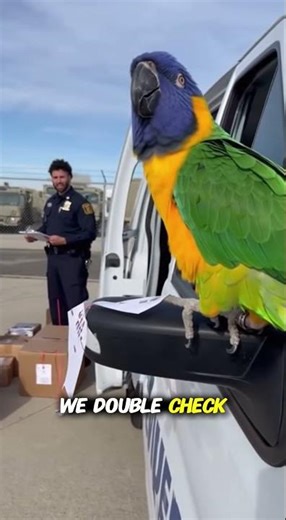 Parrot and Cops: Parrot's Unexpected Reply 😂😂