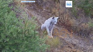 Spanish photographer captures world's first ever white Iberian Lynx on camera