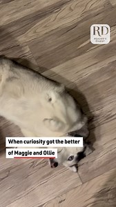 8K views · 43 reactions | These Dogs Open Gifts just couldn't wait until Christmas to open their gifts! | Reader's Digest | Facebook