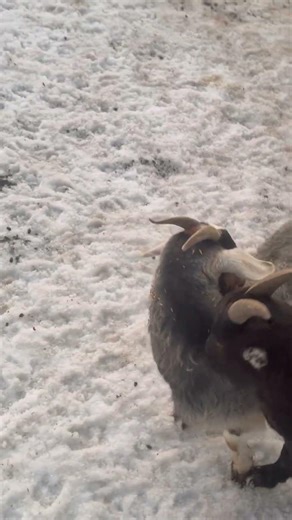 Goat Eating Feed Off Another Goat’s Back