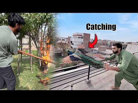 Trying to Catch Peacock 😲 Aag Lag Gai