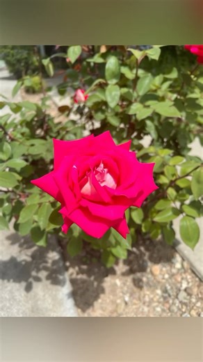 26 reactions | Just a reminder that nature surrounds us. You don’t have to go far. We encourage you to get outside and connect with nature! Amen for all of God’s creations. - #nature #backcountrychurch | backcountry.church | Facebook