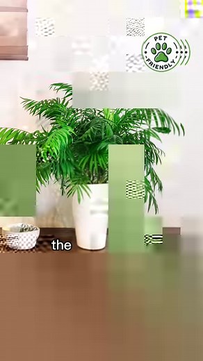 18K views · 290 reactions | 5 Palms lovers Houseplants 華 Explore 5 distinctive houseplants:  Parlor Palm’s lush canopy,  Kentia Palm’s elegant fronds,  Bamboo Palm’s tropical vibe,  Ponytail Palm’s quirky look, and  Areca Palm’s airy purifier. #Houseplants #PalmLovers #GreenThumb #IndoorGarden #PlantLife | RootGrowings | Facebook