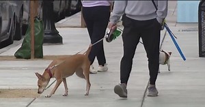 Two more dogs poisoned by meth in San Jose