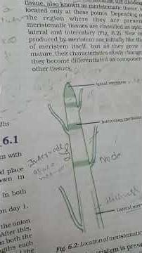 TYPES OF PLANT tissue. 1)Meristematic tissue Part1 #biology #tissue