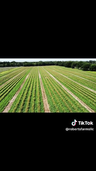 Florida Watermelons: Fresh and Ready for Your Table