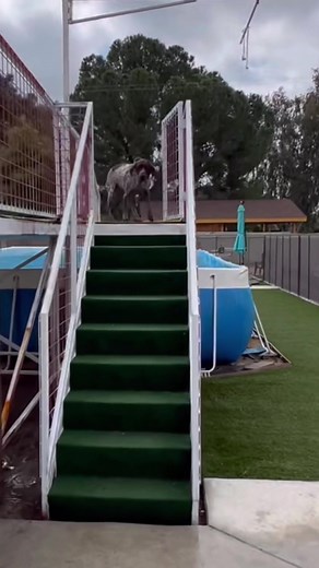 Dock Diving Fun with German Shorthaired Pointers