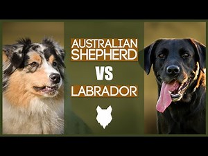 AUSTRALIAN SHEPHERD VS LABRADOR