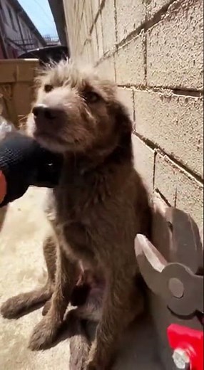 Heartbreaking Stray Dog Rescue: Cutting Off Deeply Embedded Collar | POV #shorts