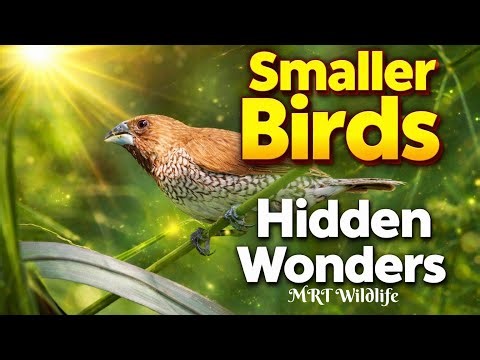 Tiny Bird Hidden in Nature | Amazing Small Bird You’ve Never Seen Before
