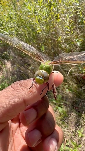 7.9K views · 2.1K reactions | The dragonfly possesses one of the most...