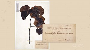 The genes of Hawaiian plants, extinct for more than a century, have been brought back from the dead. Today we can smell their scents. Learn more about these ghost flowers: http://bit.ly/2Ghdt3g 🔒 | Scientific American