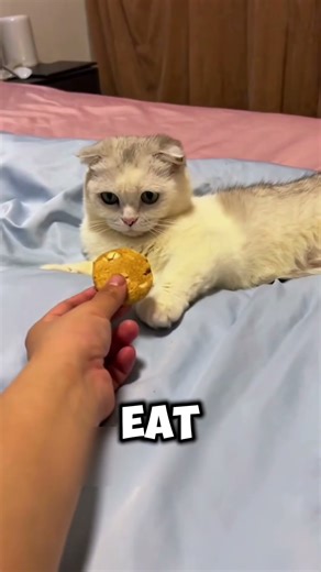 Ferret Prank Leaves Cat Heartbroken!