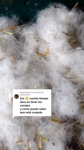 Cómo saber si tu coneja está embarazada y cuántos días dura