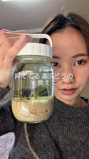 水交換 #海ぶどう #栽培