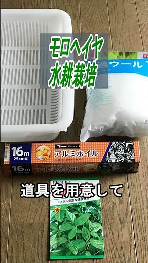 モロヘイヤ 種まき～収穫 ろ過ウールで【水耕栽培】