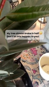 18 reactions | My rubber tree almost snapped in half!   Share with...