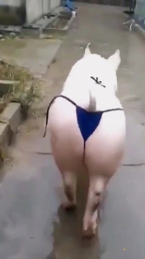 Haha #funny #funnyanimals #pig #pigwalk #pet #foryou #foryoupage #fyp #tiktok