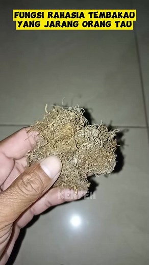 1.5M views · 10K reactions | Fungsi rahasia tembakau yang jarang orang tau!! #idekreatif #tutorial #lifehack | Deni Irawan | Facebook