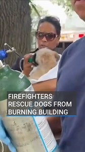 Eight dogs were rescued from a burning house in Washington D.C. as footage shows firefighters administering oxygen to a puppy on the scene. DC Fire and EMS Department said a “lifeless” puppy was revived from the burning house by providing “CPR, oxygen and tender loving care.” Click the link in our bio to read more 📲 #rtenews #fire #dogs | RTÉ News