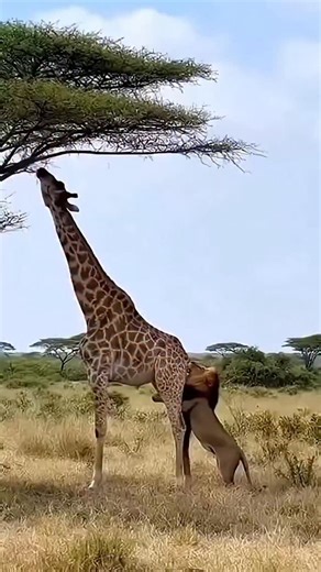 wildworldshort on Instagram: "Japan is turning footsteps into electricity using piezoelectric tiles. Every step creates a small amount of energy, and millions of steps together power LED lights and digital systems-supporting a more sustainable urban future. #Japan #Future Technology #Renewable Energy #SmartCity #innovation"