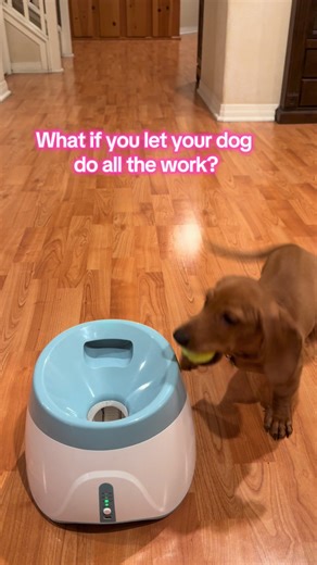 Dog Training Made Easy with Autopilot Ball Launcher