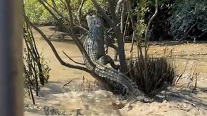 Snapping up the wrong tree: Croc makes dash to escape Dominator’s bite
