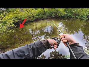 Nobody fishes here 🐟 Carp fishing on the secret river