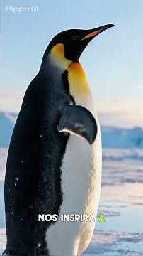 Pinguim: Adaptação e Tranquilidade | Relaxamento com Animais 🐧