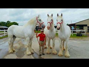 Strongest and Biggest Horse Breeds in the World