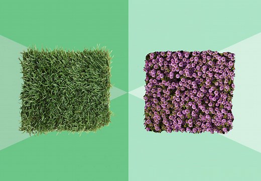 Tired of Mowing Grass? These 7 Lawn Alternatives Look Better and Save Time