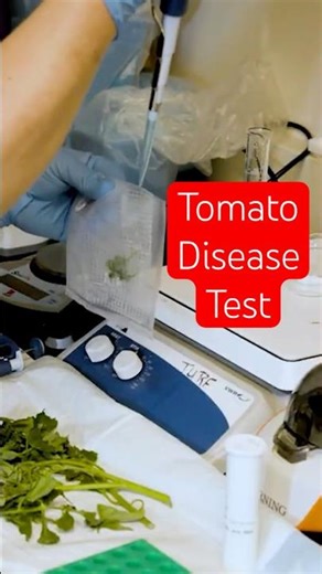 Tomato Disease Sampling Technique