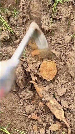 Village Life Hand-digging Fresh Lotus Root, looks delicious!