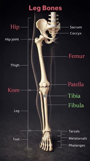 Long Bone Explained | Parts of Long Bone | Anatomy Short Video