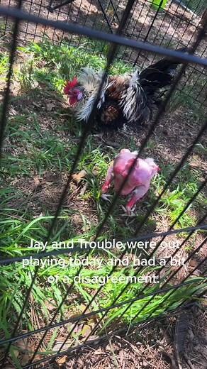 Crazy Chicken Fight: Jay vs Trouble