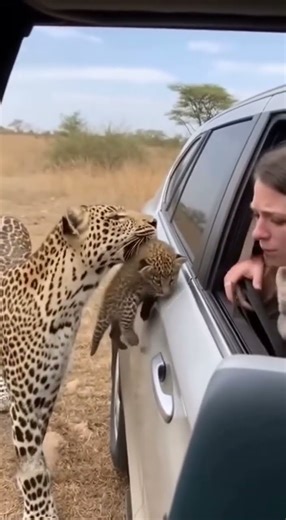 What is the leopard doing to the baby leopard?