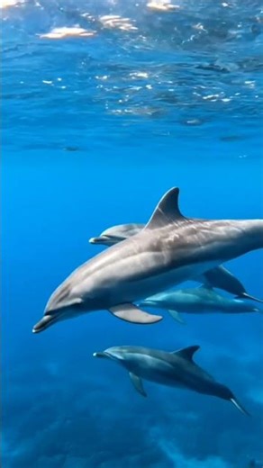 Dolphin swim in the ocean #DreamScreenAI