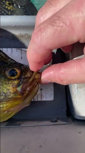 The proper way to measure a fish