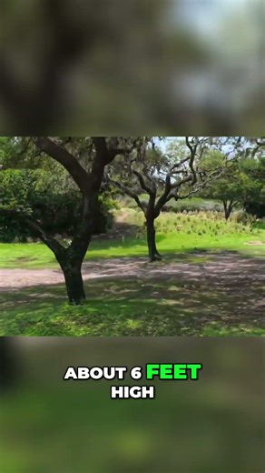 Springbok Antelope Dazzling Leaps and Predator Defense!