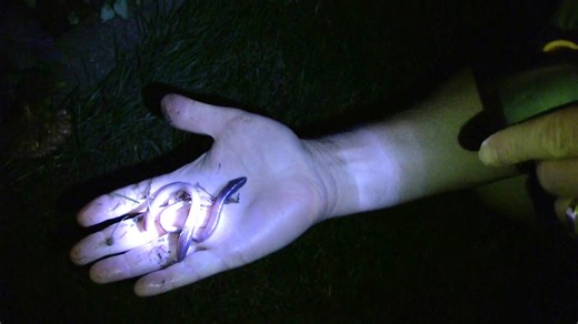 How to catch worms - catching nightcrawlers at night