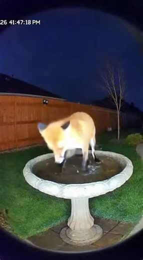 Stay And Explore Journeys on Instagram: "A mischievous fox takes a midnight spa session in the backyard birdbath, splashing around like it owns the place. The fun ends when the motion light flips on and turns the foxy bather into a panicked spotlight star!"