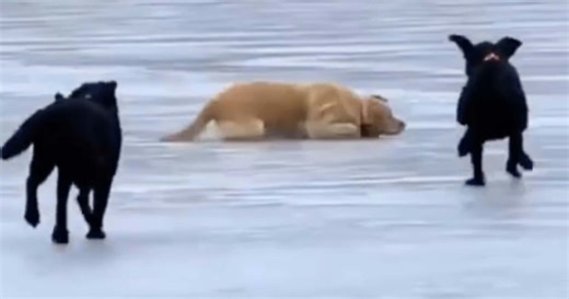 Aloha State Daily | Daily Smile: Thursday, March 5, 2026