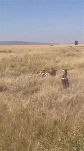 Nature’s Wild Moment A pride of lions had just taken down a zebra when a young calf, unaware of the danger, continued trailing its mother. In an instant, a powerful male lion broke from the group, giving chase and capturing the calf. Experience the raw, untamed circle of life on an unforgettable safari with Travel Wise Safari. Book your Tanzanian adventure today! 📧 info@travelwisesafari.com 📞 Call/WhatsApp: 255 62 914 2552 #TravelWiseSafari #Serengeti #CircleOfLife #SafariAdventure | Travel Wi