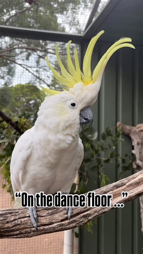 Zambi Wildlife Foundation on Instagram: "Dance-off versing Toohey the Sulfur Crested Cockatoo. Anyone up for the challenge? 🪩 🕺"