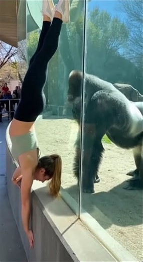 Animals Roaming Free | Real Safari Video #wildanimals #wildlife