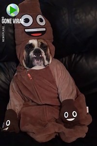 Bulldog In Poo Costume