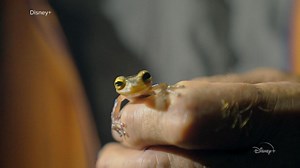 Extraordinary journey into the Amazon to discover new species