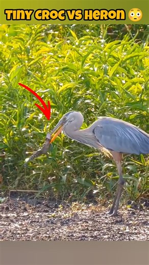 Heron Steals Baby Crocodile – Predator Gets Outsmarted #Wildlife #NatureIsBrutal