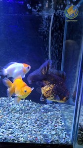 15K views · 258 reactions | New fish tankmates available!  #fishdeals #fishforsale #fishforswap #aquariumfish #aquariumhobby #fishkeeping #freshwaterfish #isda #aquafranz | AquaFranz | Facebook